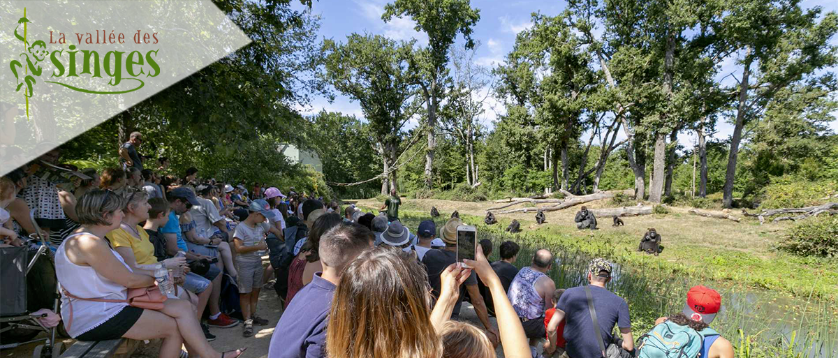 La vallée des singes